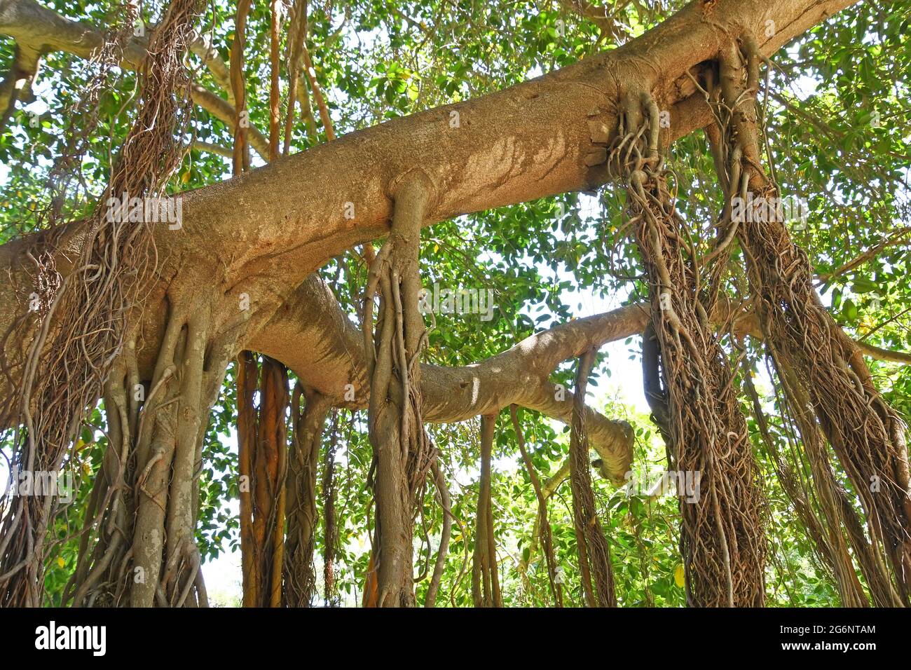 Air roots of Ficus tree Stock Photo Alamy
