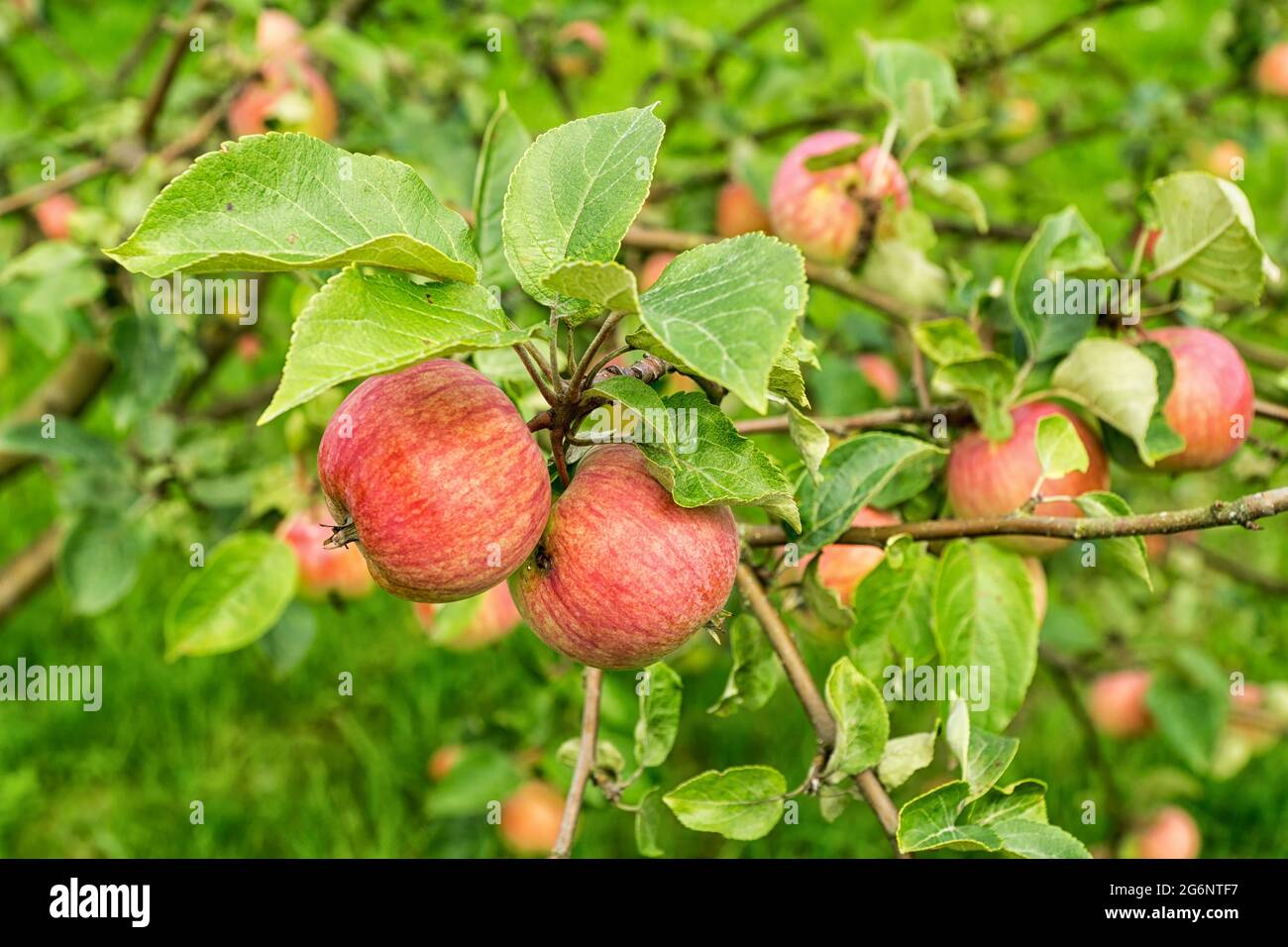 Ripe red apples on a branch of apple tree on a sunny day. Organic farming/agriculture; fresh, healthy, natural, unprocessed produce. Stock Photo