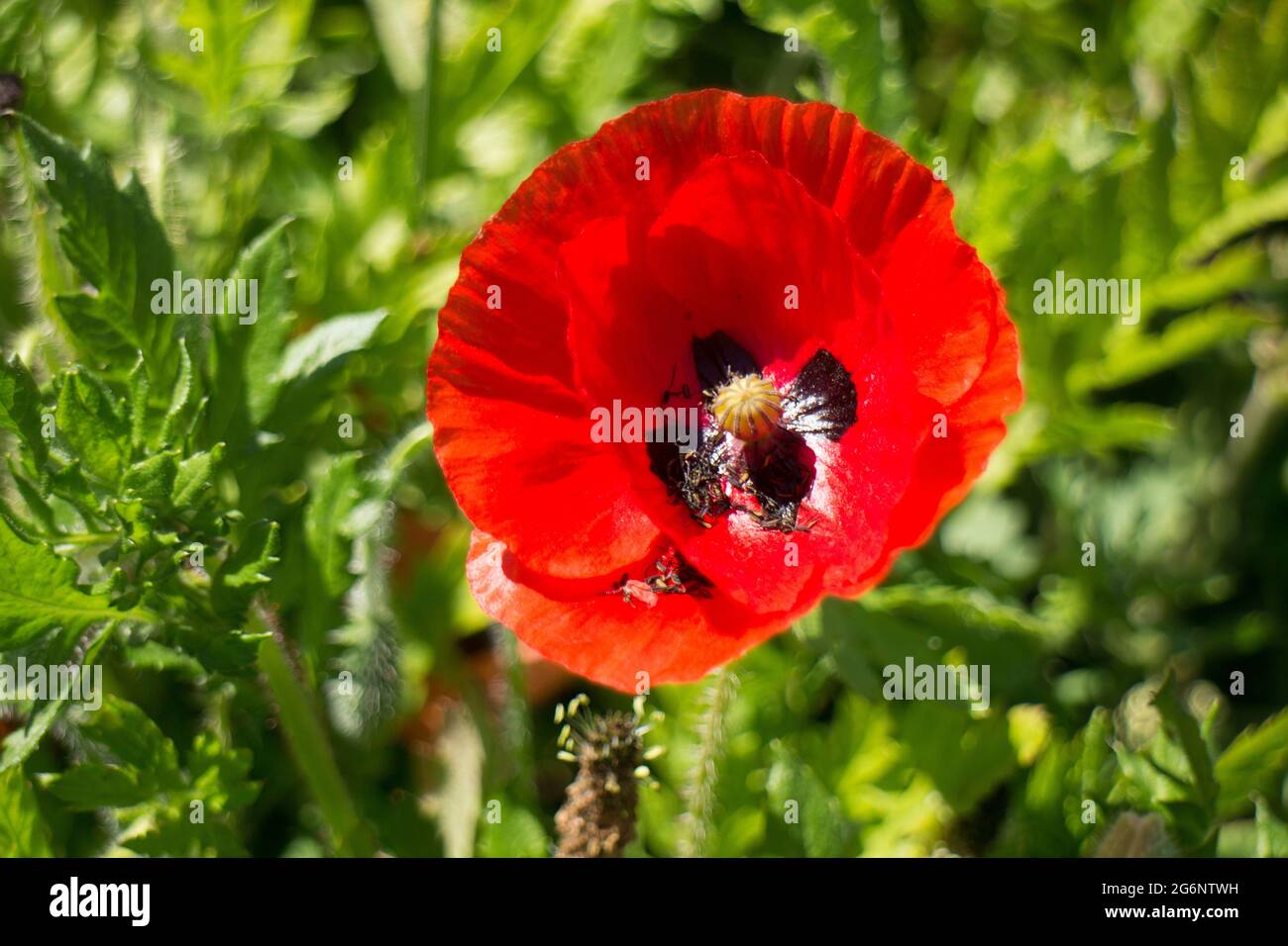 Close-up of wild red poppy Stock Photo