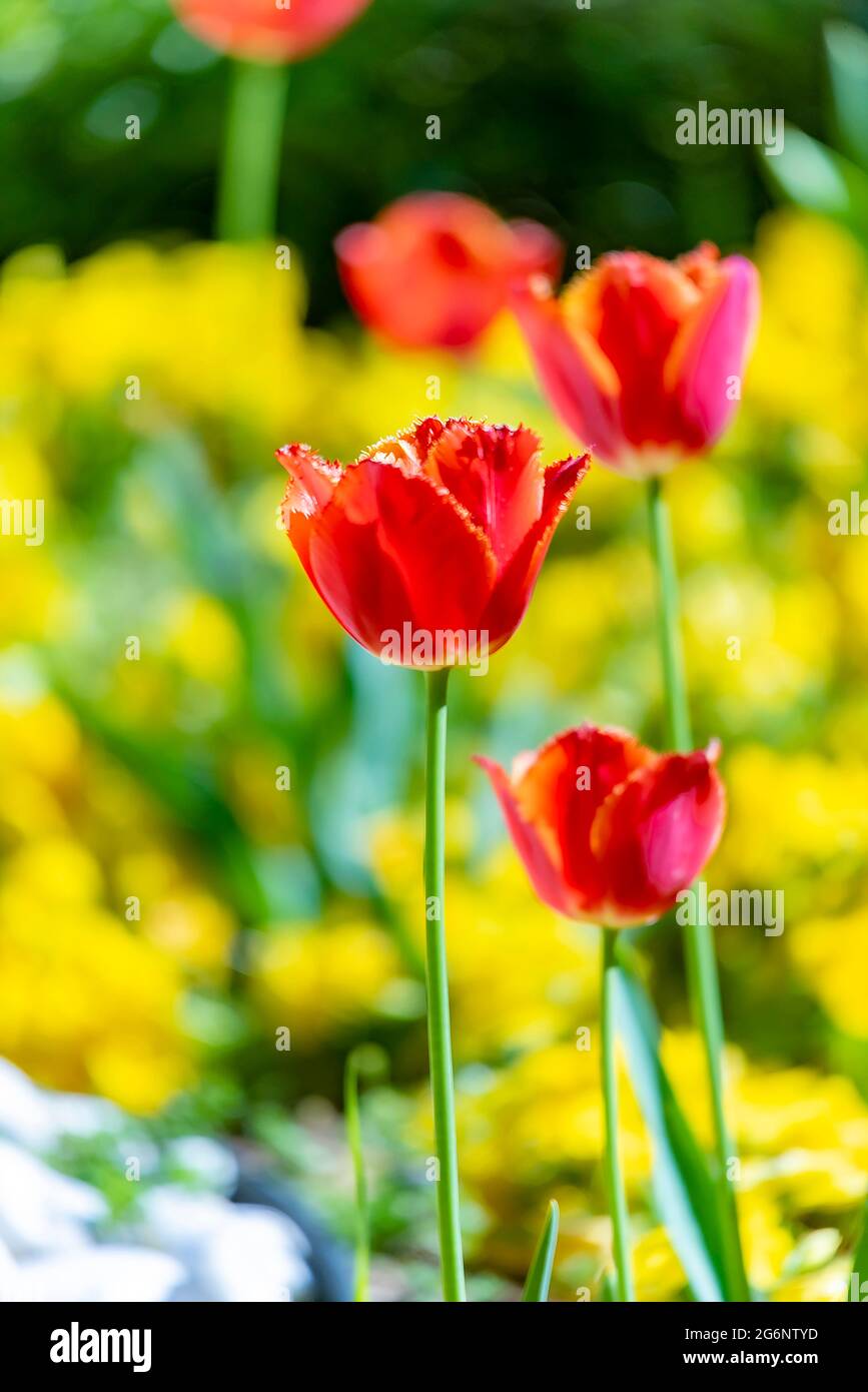 Wild red tulips in a yellow wildflower meadow Stock Photo