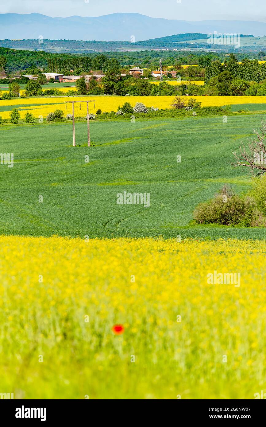 Multicolored rural spring agriculture land landscape: green wheat flowering yellow rape Stock Photo