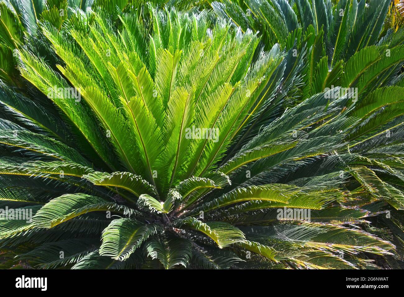 Cycas plant Stock Photo