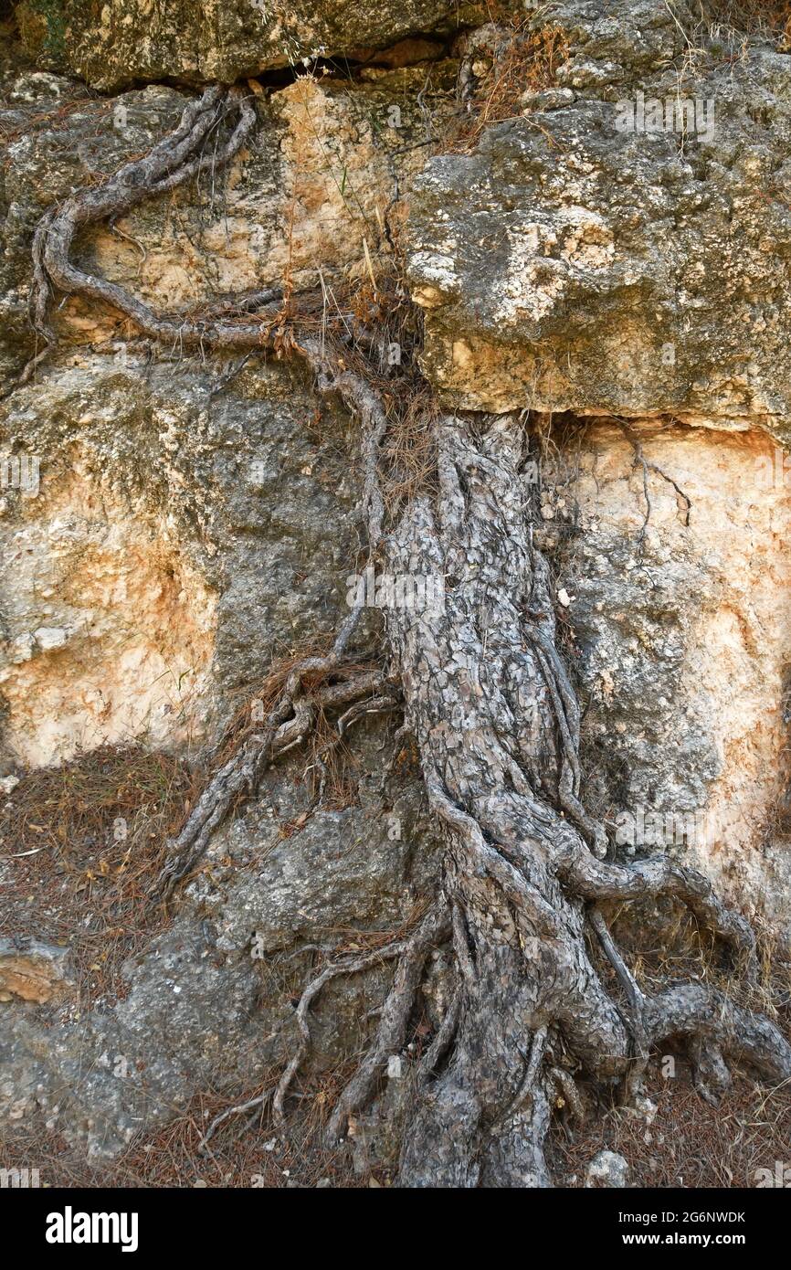 Tree roots in the rock Stock Photo - Alamy