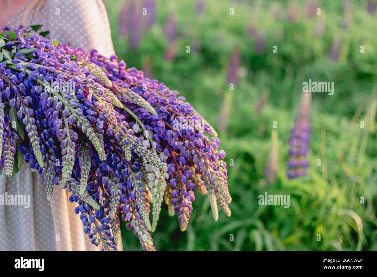A bouquet of lupines in the hands of a girl. Beautiful female hands hold a bouquet of wild lupine flowers on the background of a meadow. Spring Stock Photo