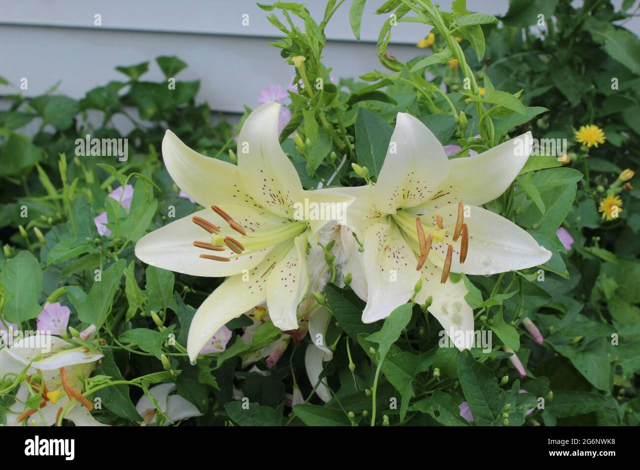 Lilies in bloom Stock Photo