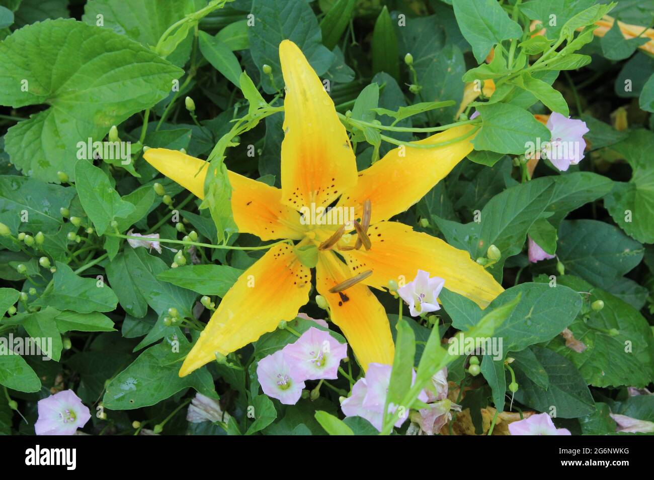 Lilies in bloom Stock Photo