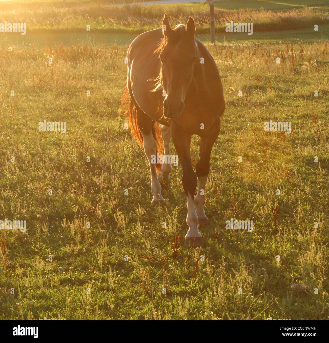 Horse walking towards the camera during the golden hour. Stock Photo