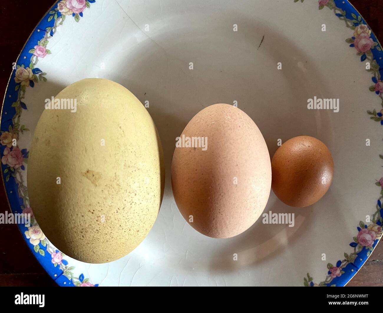 Farm eggs on a china plate Stock Photo
