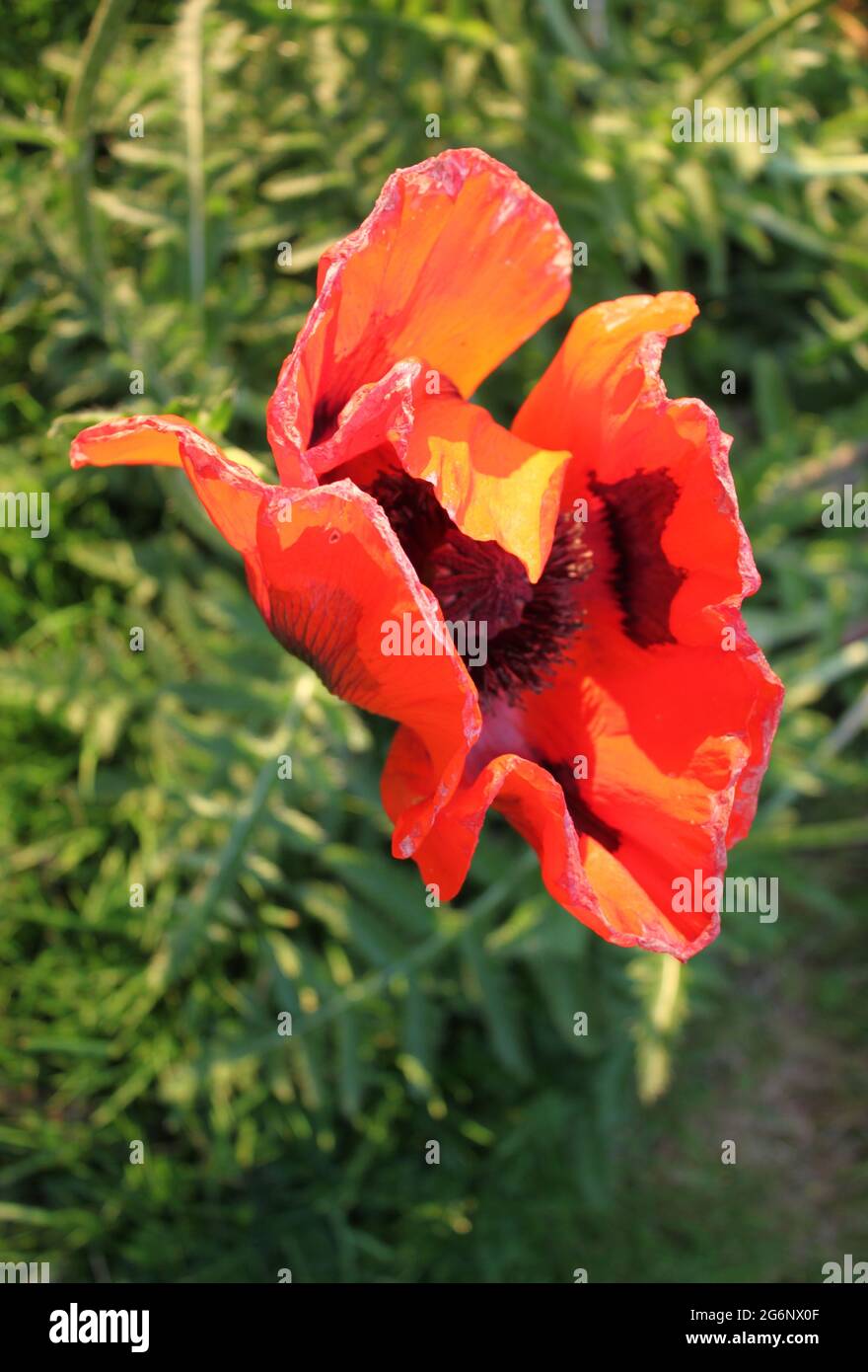 Wild Poppy (Papaver) growing in garden. Ornamental summer flowers, bold