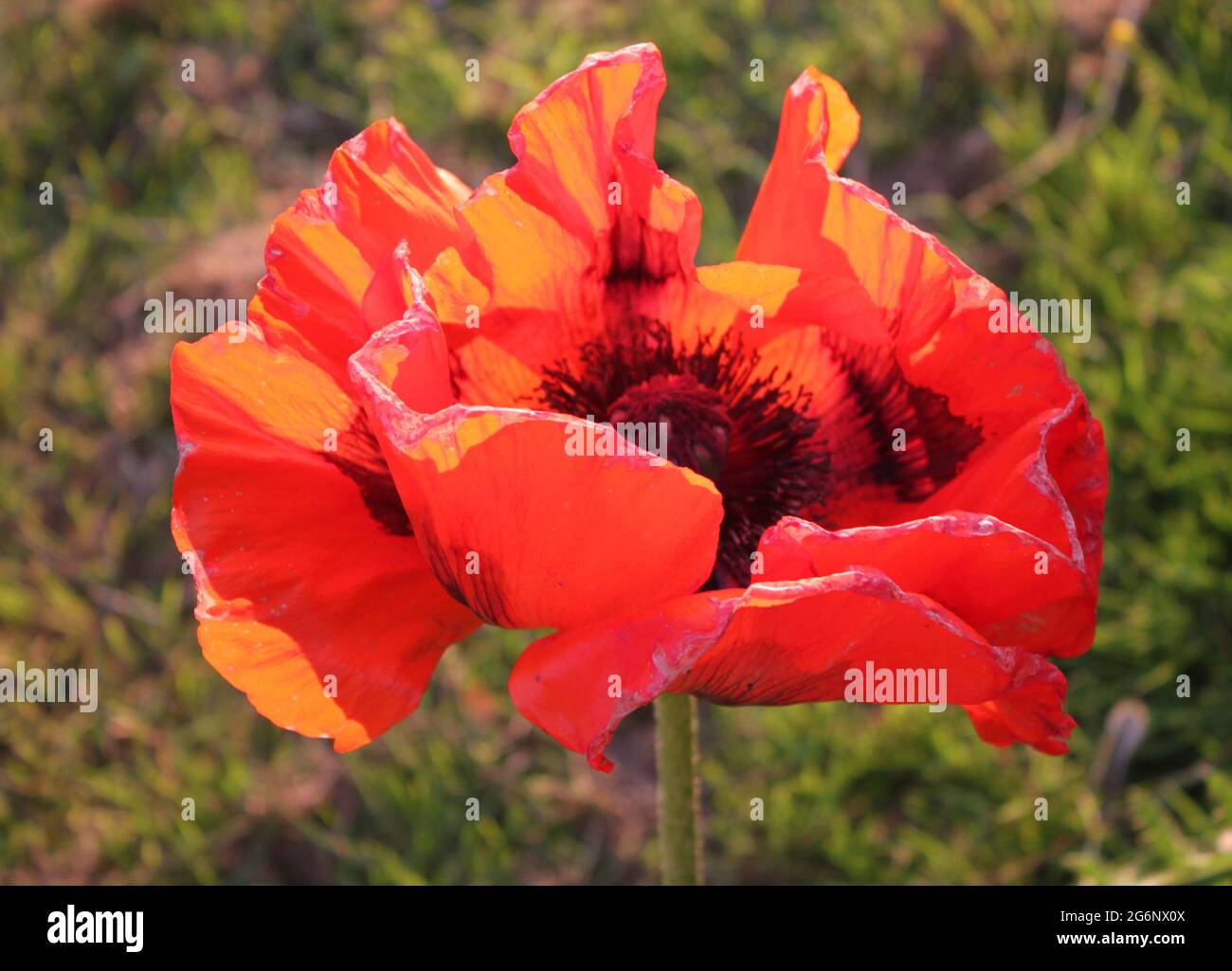 Bold flaming coloured poppy. Ornamental poppies growing in the UK