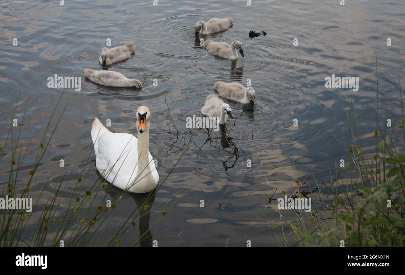 Mute swan and cygnets swimming by the lakeshore. Mute swans and breeding habitat in Scotland. Green spaces and wildlife (Cygnus Olor), Scotland. Stock Photo