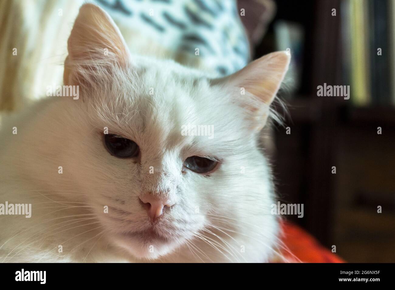Close-up photo of a short haired white cat Stock Photo