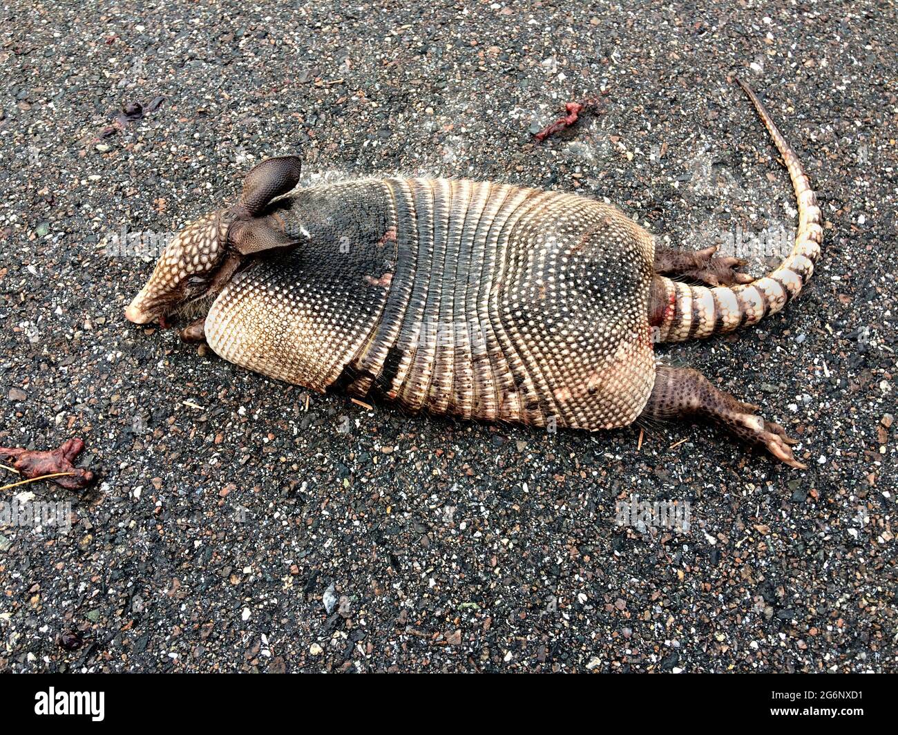 This young nine-banded armadillo (Dasypus novemcinctus) lies dead on a blacktop roadway in central Florida, USA. The armored mammal was a victim of its own unusual characteristic of leaping several feet into the air when scared or startled -- the creature was killed when jumping into the underside of a moving vehicle that was straddling the little armadillo to avoid hitting it. Of the 20 species of armadillo that exist throughout the Americas, the nine-banded armadillo is the only one found in the U.S. This mostly nocturnal animal is common in Florida except for the Everglades and The Keys. Stock Photo