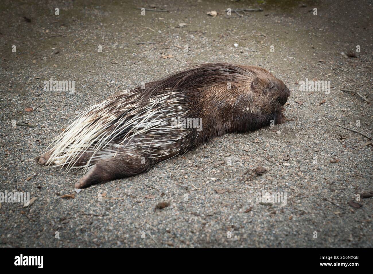 Hystrix cristata porcupines lying on the ground Stock Photo