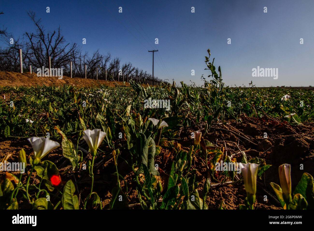 Plantas y flores en mexico hi-res stock photography and images - Alamy