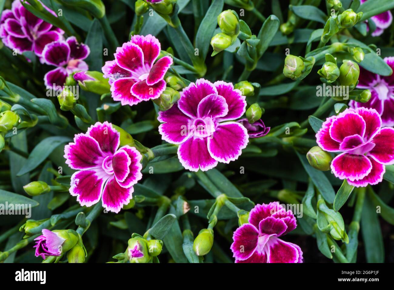 Dianthus growing in a Country Garden. Stock Photo