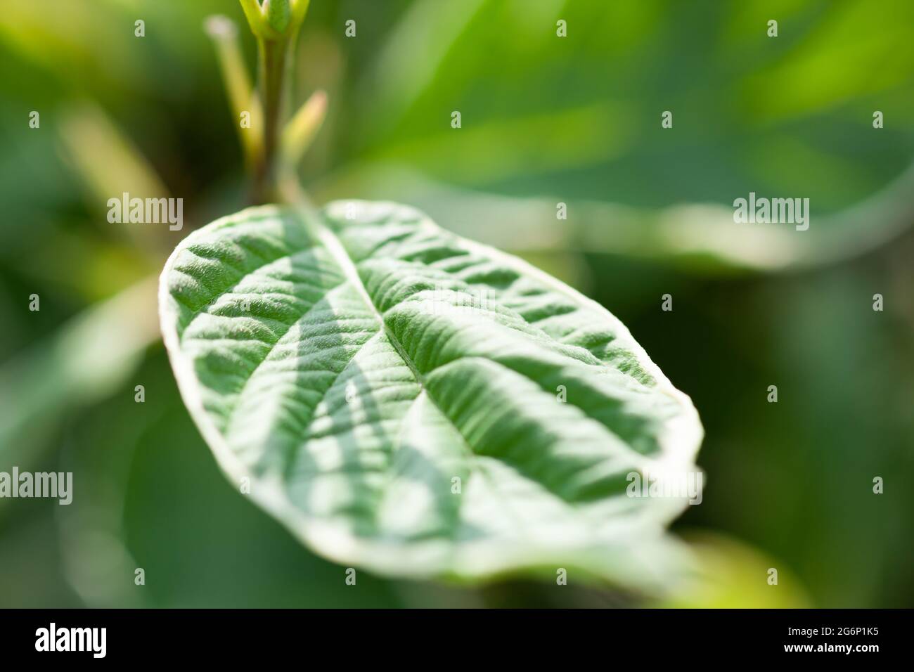 Green leaf plants hi-res stock photography and images - Alamy