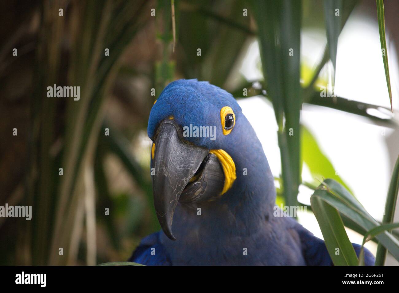 Closeup portrait of blue Hyacinth macaw (Anodorhynchus hyacinthinus ...