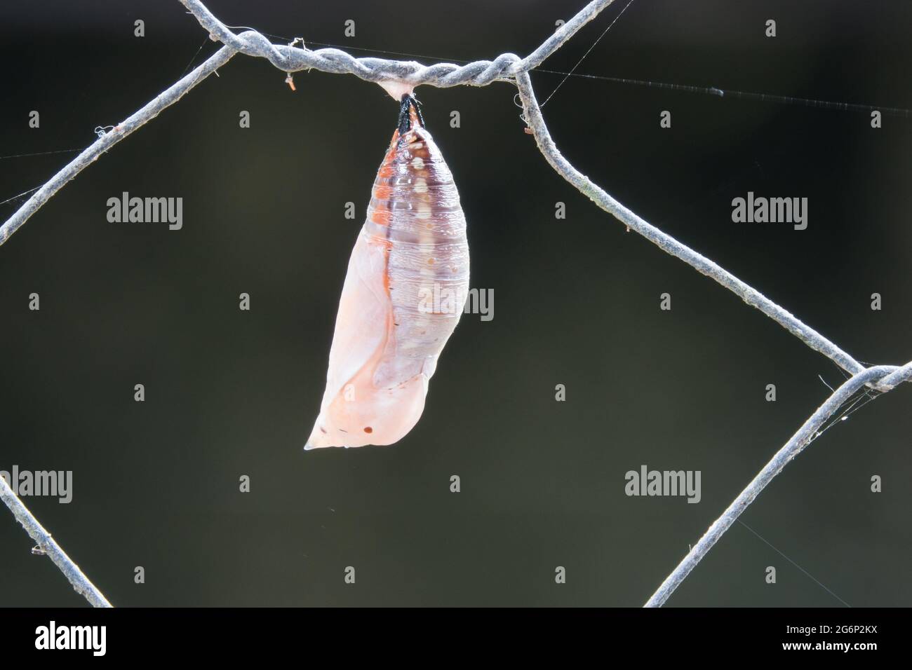 Newly formed Chrysalis of Australian Leafwing Butterfly (Doleschallia bisaltide)  on fence. Photographed at Cow Bay, Daintree, Far North Queensland, A Stock Photo