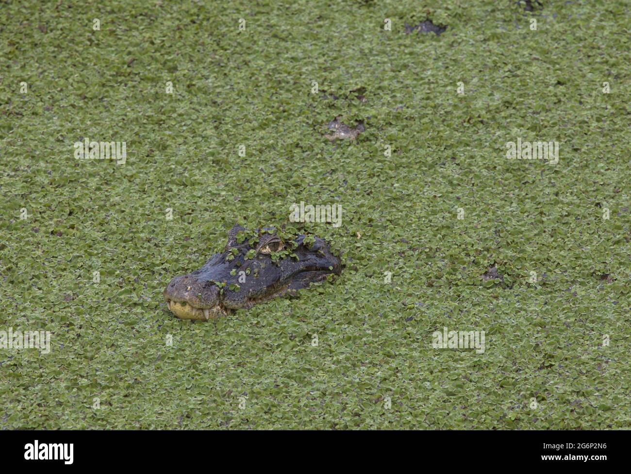 Closeup of Black Caiman (Melanosuchus niger) head in field of green swamp Transpantaneira, Pantanal, Brazil. Stock Photo