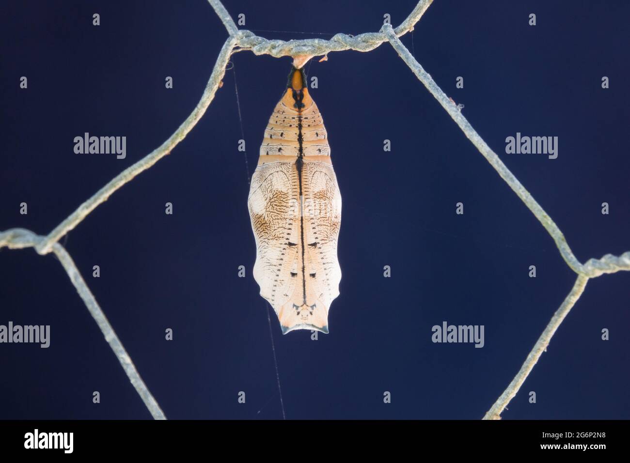 Chrysalis of Australian Leafwing Butterfly (Doleschallia bisaltide) on fence. Photographed at Cow Bay, Daintree, Far North Queensland, Australia. Stock Photo