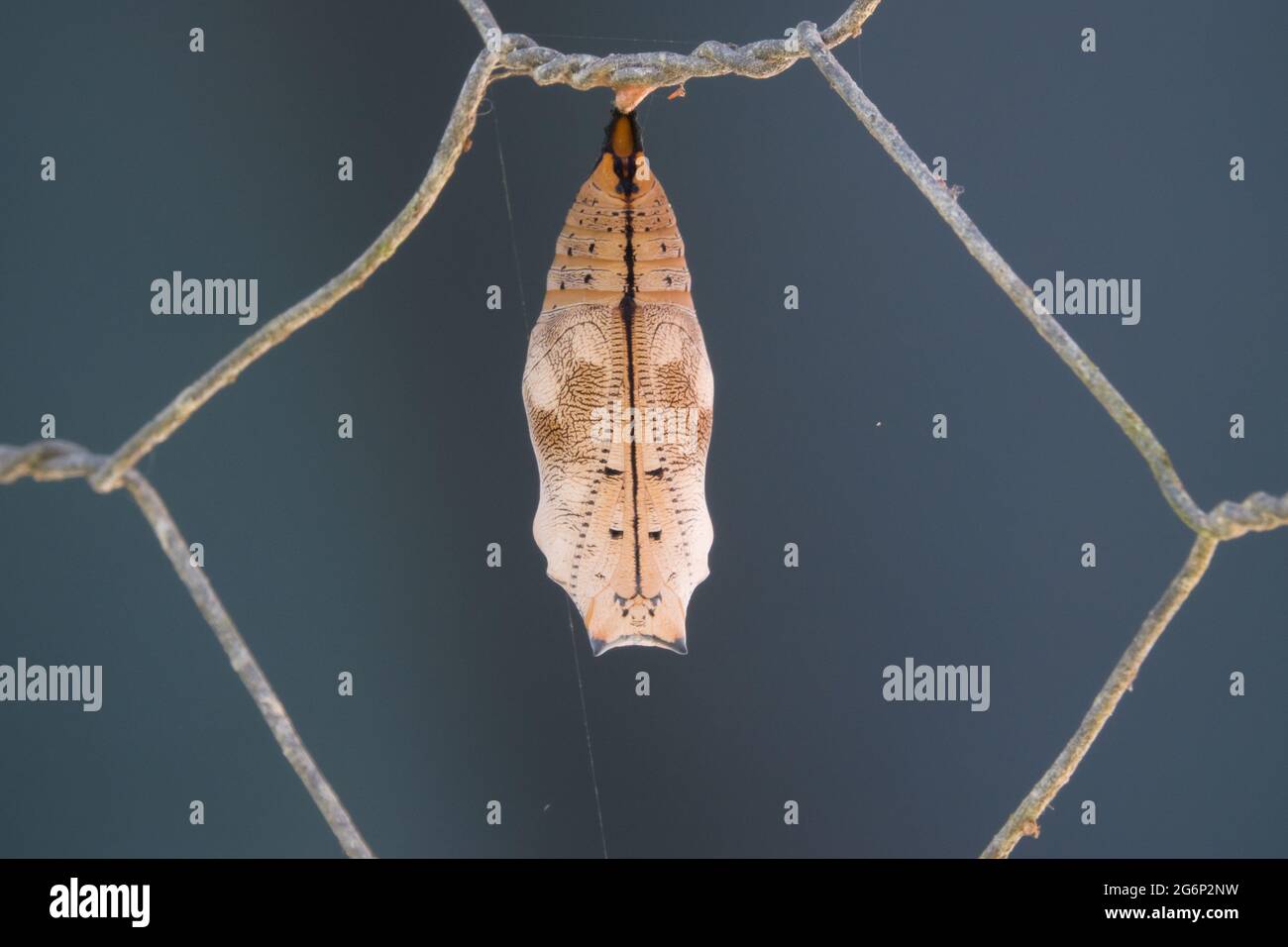 Chrysalis of Australian Leafwing Butterfly (Doleschallia bisaltide) on fence. Photographed at Cow Bay, Daintree, Far North Queensland, Australia. Stock Photo