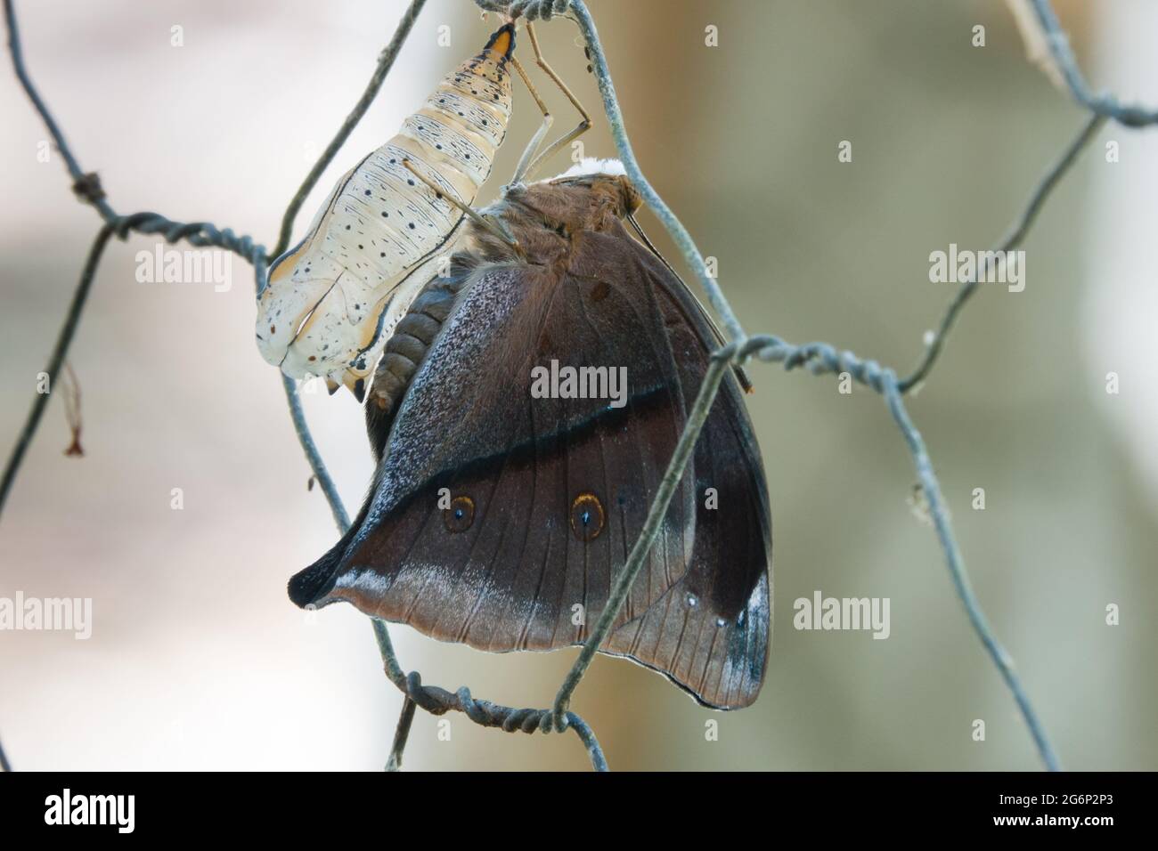 Newly emerged Australian Leafwing Butterfly (Doleschallia bisaltide) with chrysalis case on fence. Photographed at Cow Bay, Daintree, Far North Queen Stock Photo