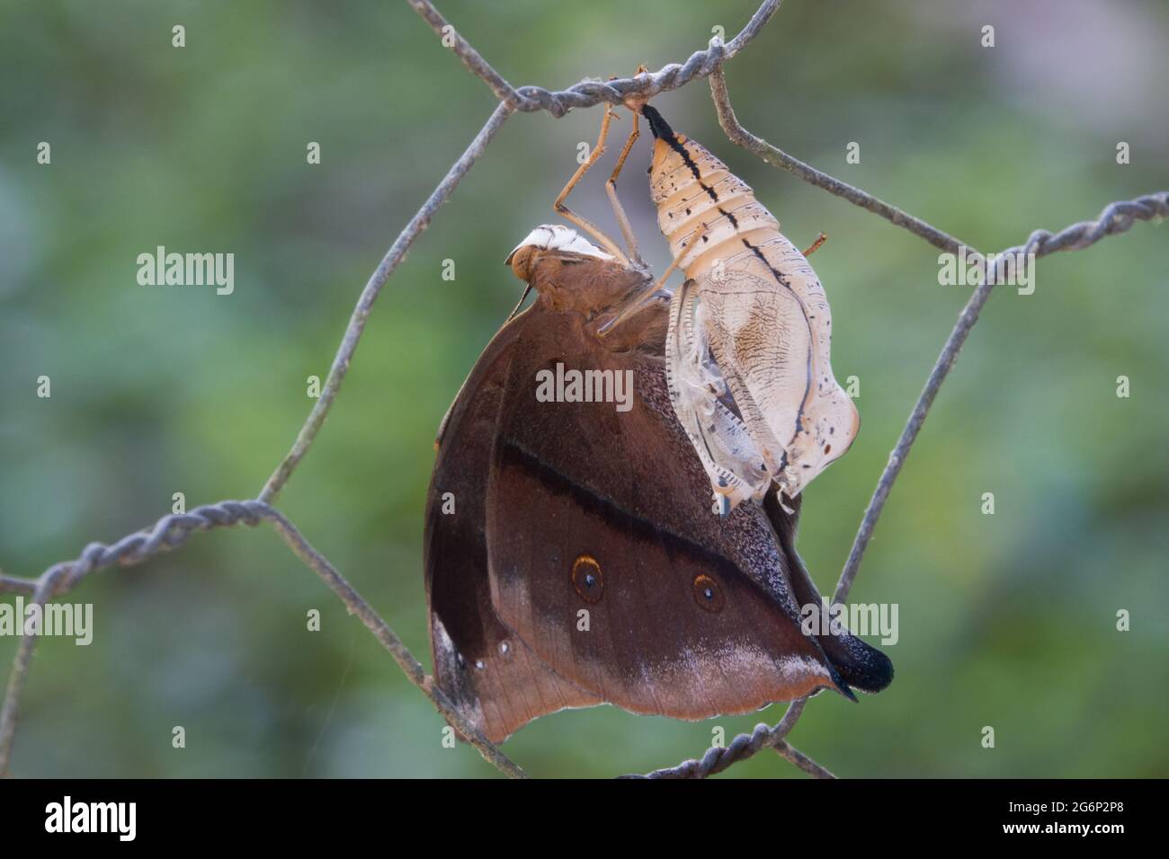 Newly emerged Australian Leafwing Butterfly (Doleschallia bisaltide) with chrysalis case on fence. Photographed at Cow Bay, Daintree, Far North Queen Stock Photo