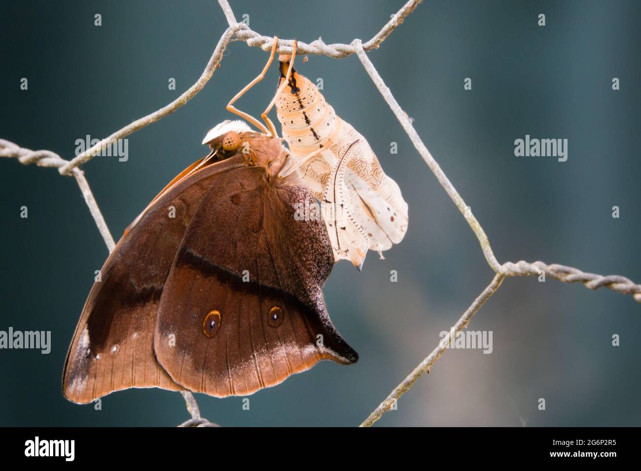 Newly emerged Australian Leafwing Butterfly (Doleschallia bisaltide) with chrysalis case on fence. Photographed at Cow Bay, Daintree, Far North Queen Stock Photo