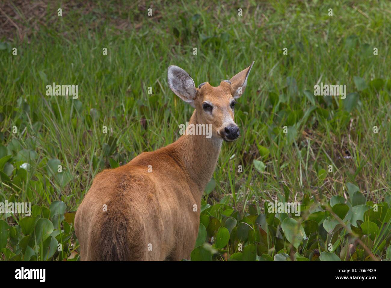 Closeup portrait of Marsh Deer (Blastocerus dichotomus) looking back at camera Transpantaneira, Pantanal, Brazil. Stock Photo