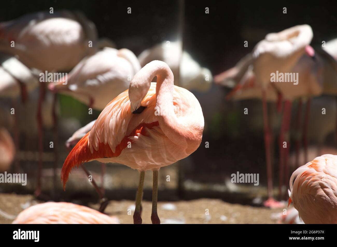 Closeup  of Pink Flamingo (Phoenicopterus Roseus) cleaning in front of flock Foz do Iguacu, Brazil. Stock Photo