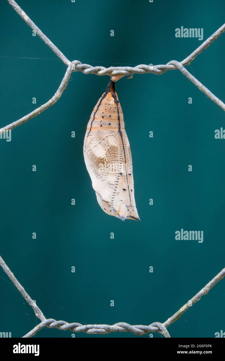 Chrysalis of Australian Leafwing Butterfly (Doleschallia bisaltide), 5 days after forming   on fence. Photographed at Cow Bay, Daintree, Far North Que Stock Photo