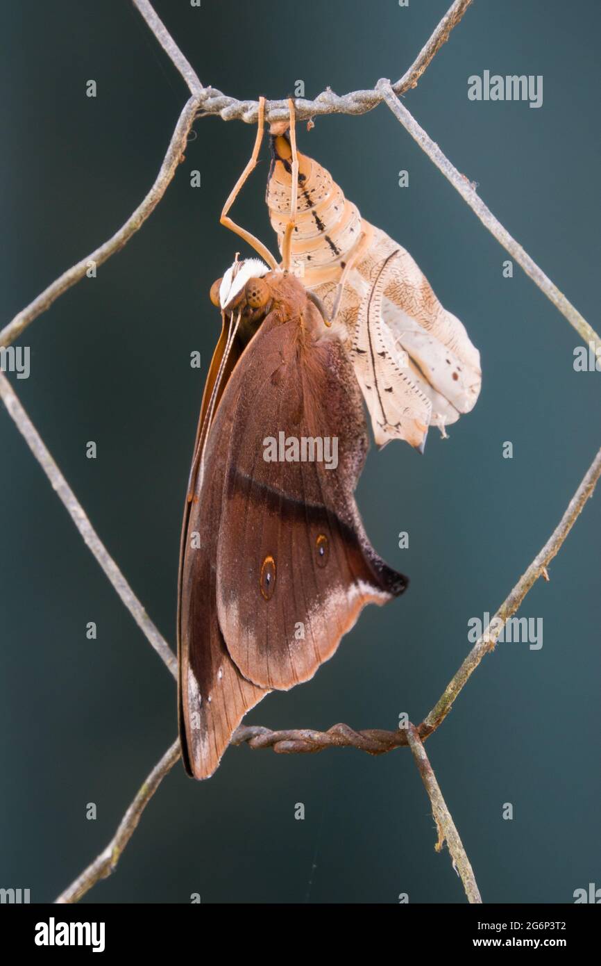 Newly emerged Australian Leafwing Butterfly (Doleschallia bisaltide)  with chrysalis case on fence. Photographed at Cow Bay, Daintree, Far North Queen Stock Photo