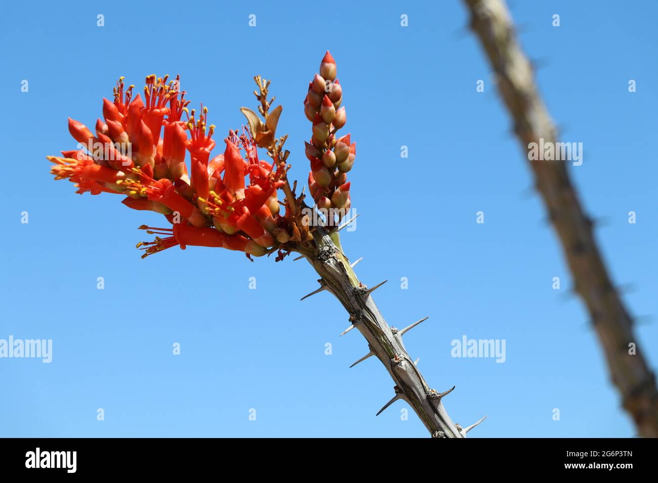 Red Blossom on Desert Plant Stock Photo - Alamy