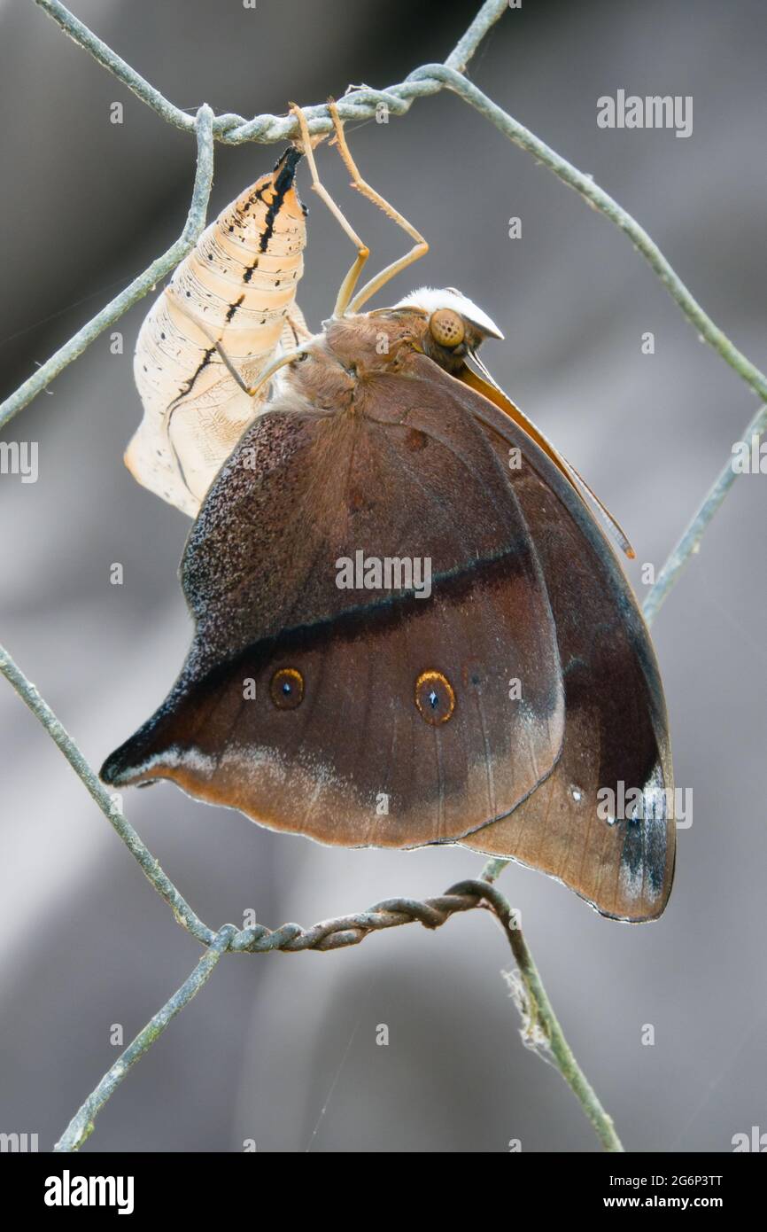 Newly emerged Australian Leafwing Butterfly (Doleschallia bisaltide) with chrysalis case on fence. Photographed at Cow Bay, Daintree, Far North Queen Stock Photo