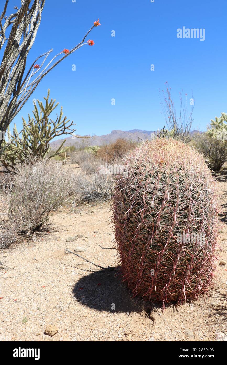 Barrel cactus in the middle of the desert Stock Photo
