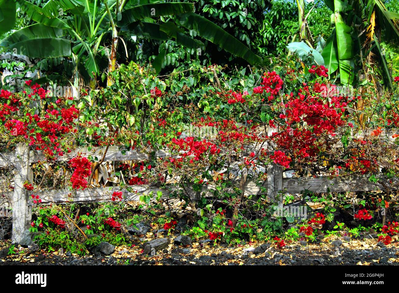 Rustic wooden fence sags beneath the weight of the red Bougainvillea on