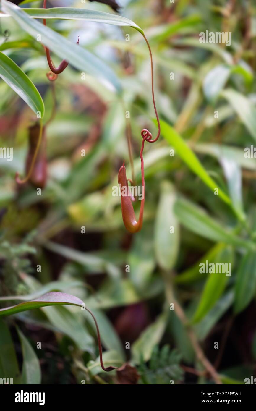 Nepenthes carnivorous tropical plant hanging from a tree in the greenhouse on a blurred background with selective focus. The picture was taken in the Stock Photo