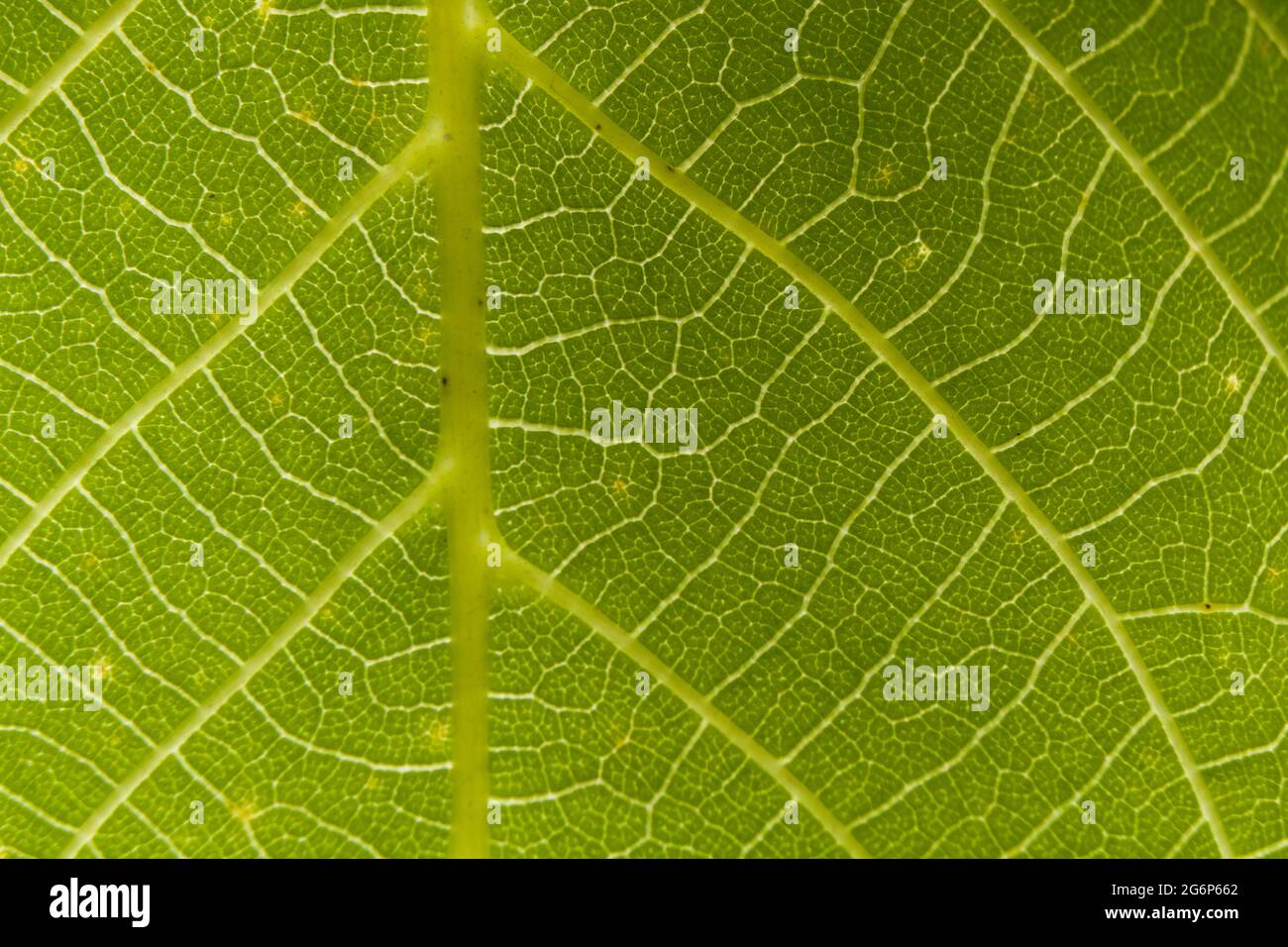 Macro of green leaf with visible veins Stock Photo - Alamy