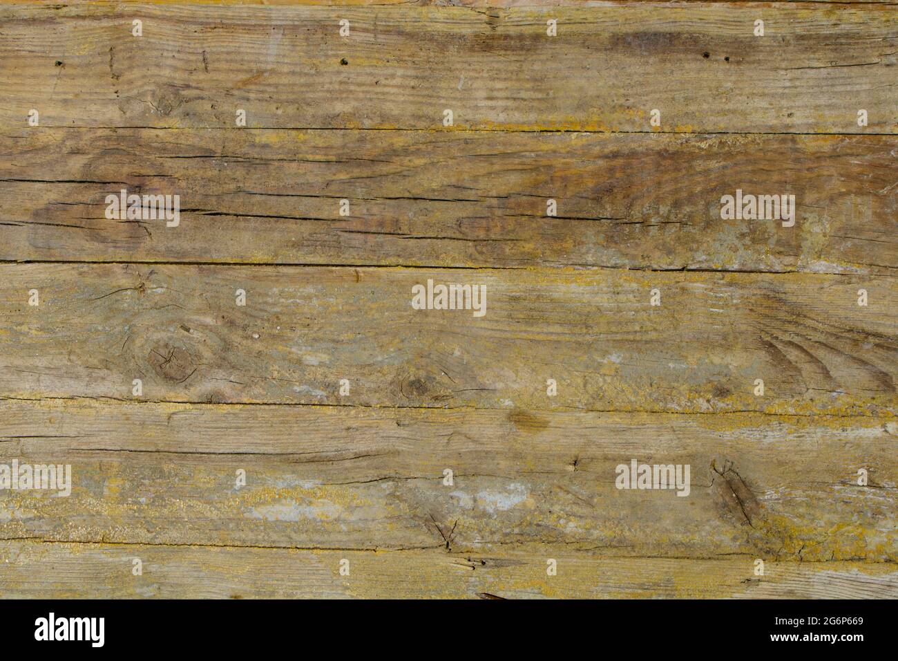 Wood pine texture with knots Stock Photo