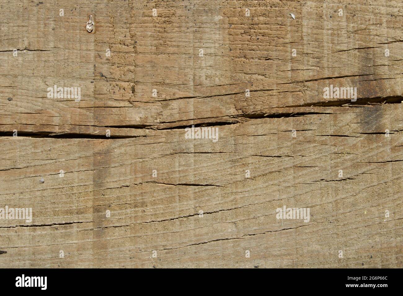 Wood pine texture with knots Stock Photo