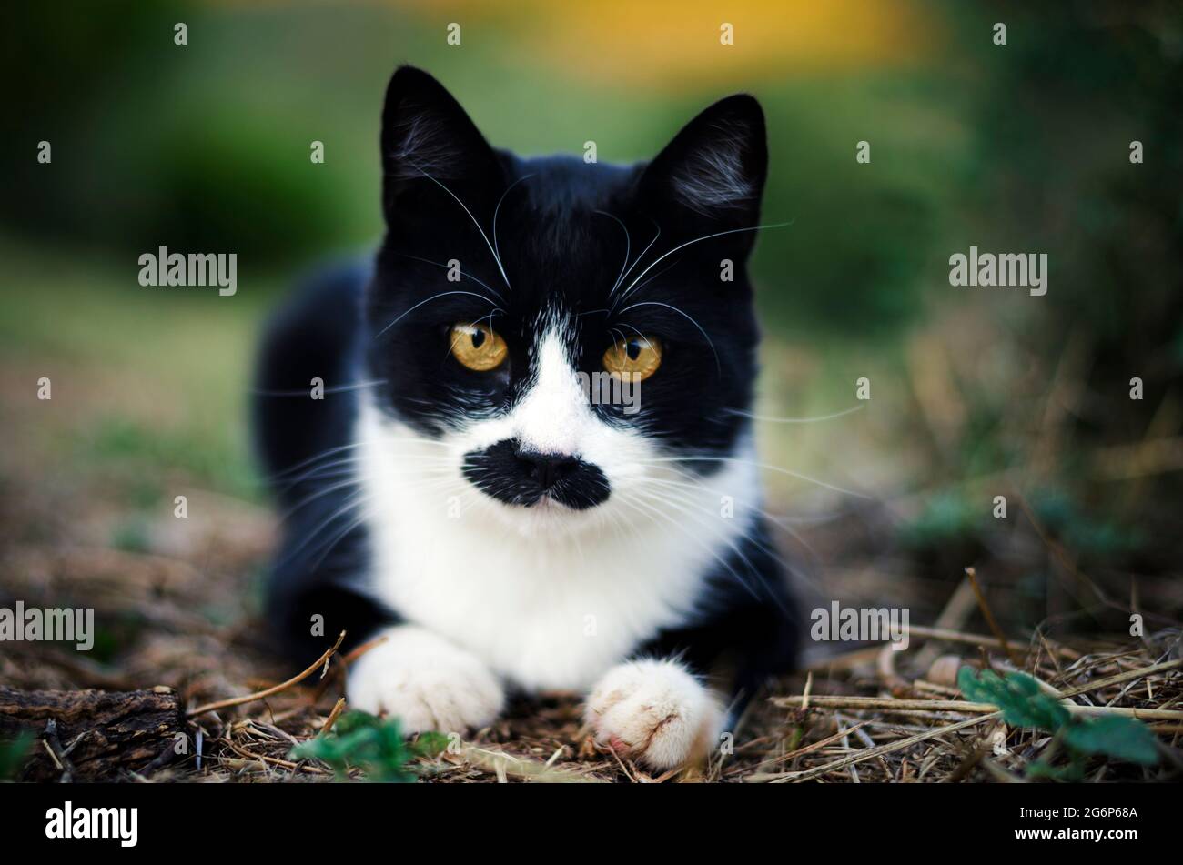 Front view of a lying cat outdoors looking at camera Stock Photo