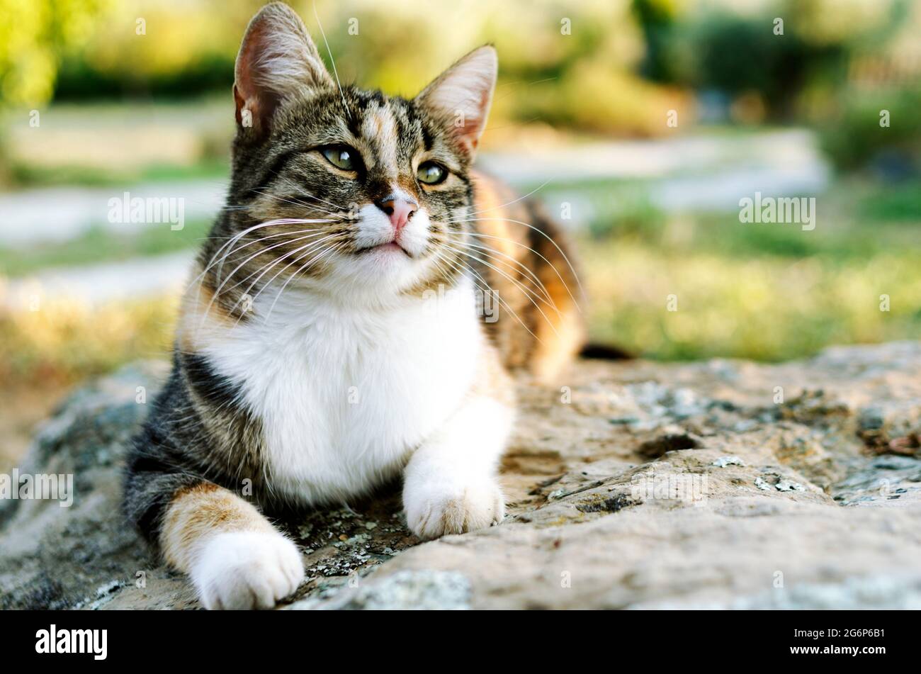 Front view of a lying calico cat outdoors Stock Photo
