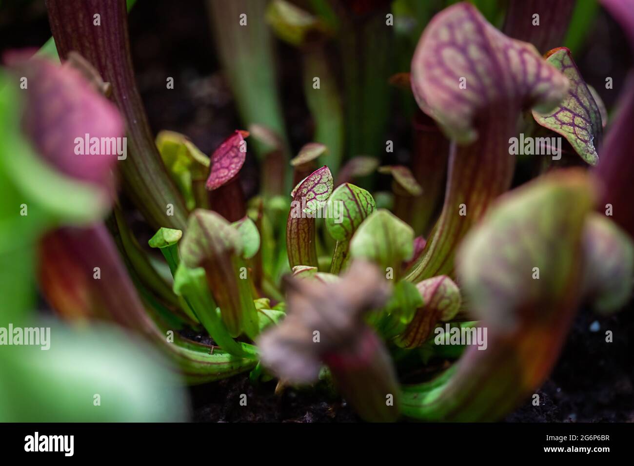 Close-up of a predatory insect trap flower of Sarracenia Latin Sarracenia a carnivorous insectivorous plant on a blurred background with selective foc Stock Photo