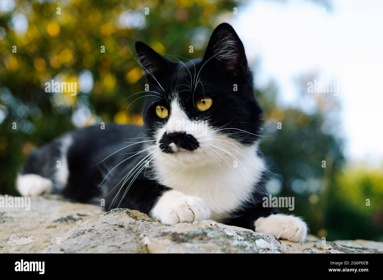 Front view of a lying cat outdoors Stock Photo