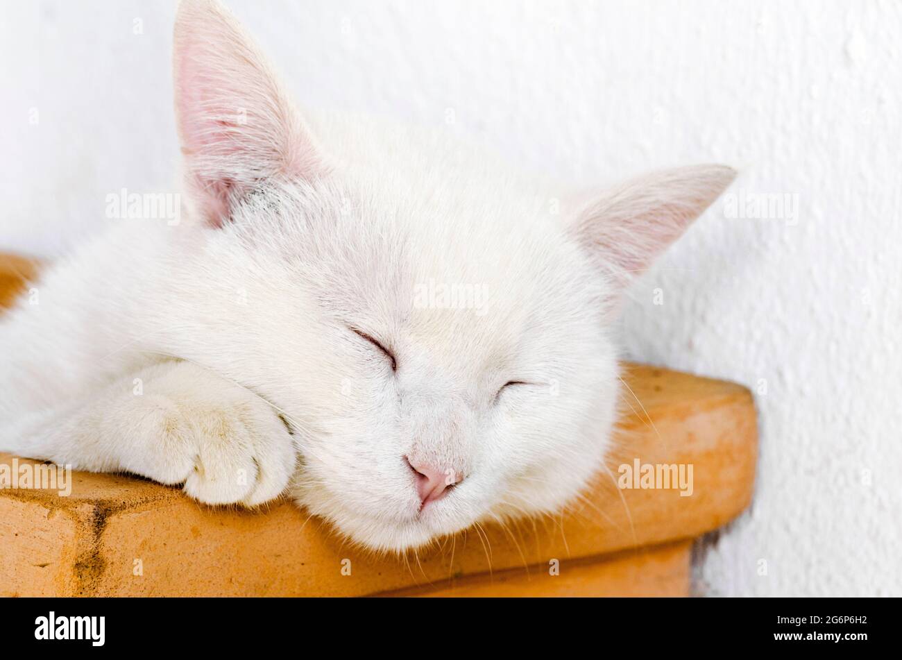 Close-up of a white cat sleeping in flower pot outdoors Stock Photo