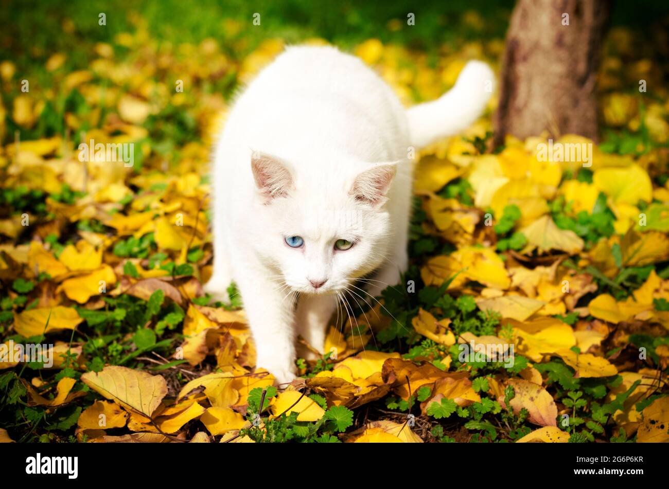 Front view of a white cat walking outdoors in fall foliage Stock Photo