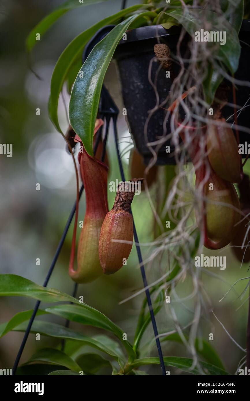 Nepenthes carnivorous tropical plant hanging from a tree in the greenhouse on a blurred background with selective focus. The picture was taken in the Stock Photo