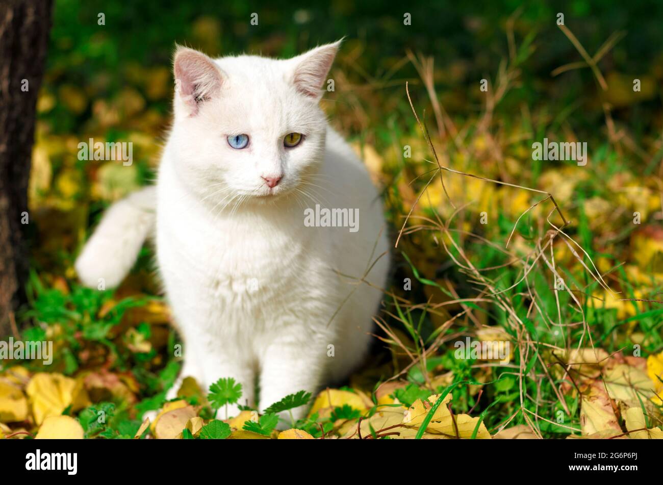 Front view of a white cat sitting outdoors in grass with autumn leaves Stock Photo