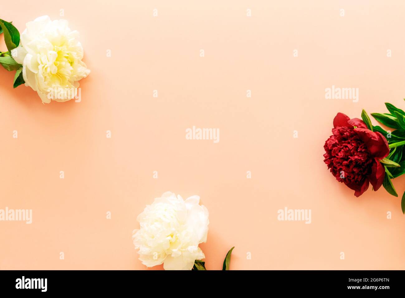 Three white and red peonies on a pink background. Top view, flat lay, copy space Stock Photo